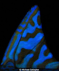 Triggerfish dorsal fin, taken at night by Michael Gallagher 